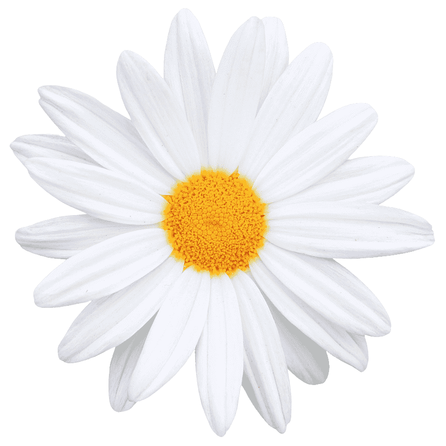 Daisy icon – Edited