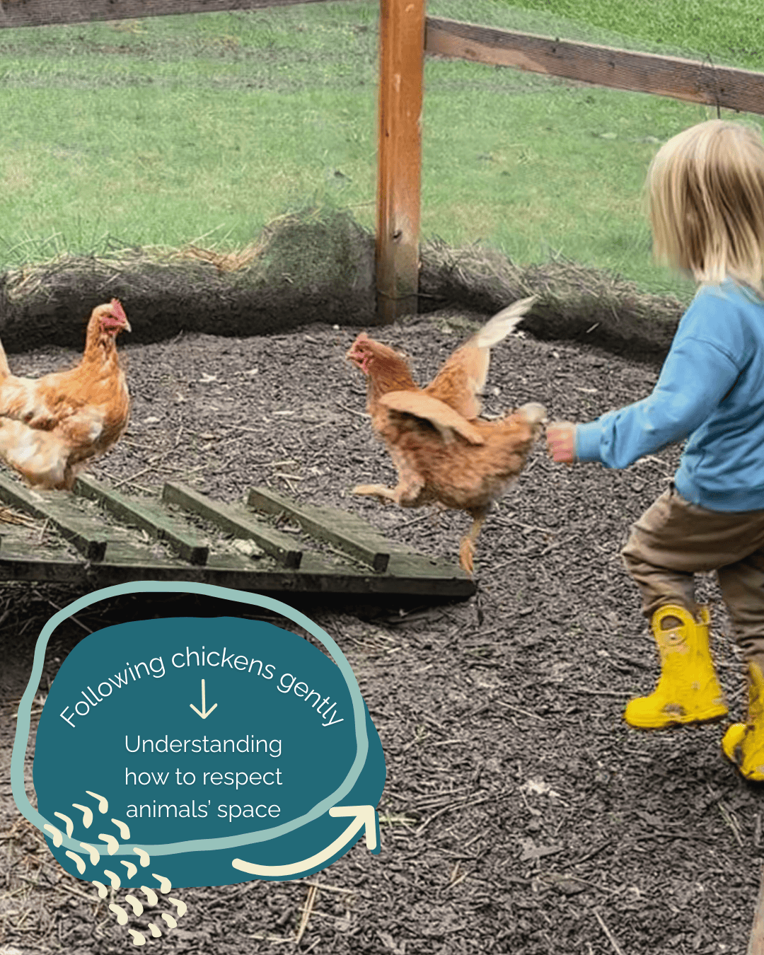 child running iwith chickens in chicken coop at hidden meadow forest school with text that says: following chickens gently: Understanding how to respect animals’ space