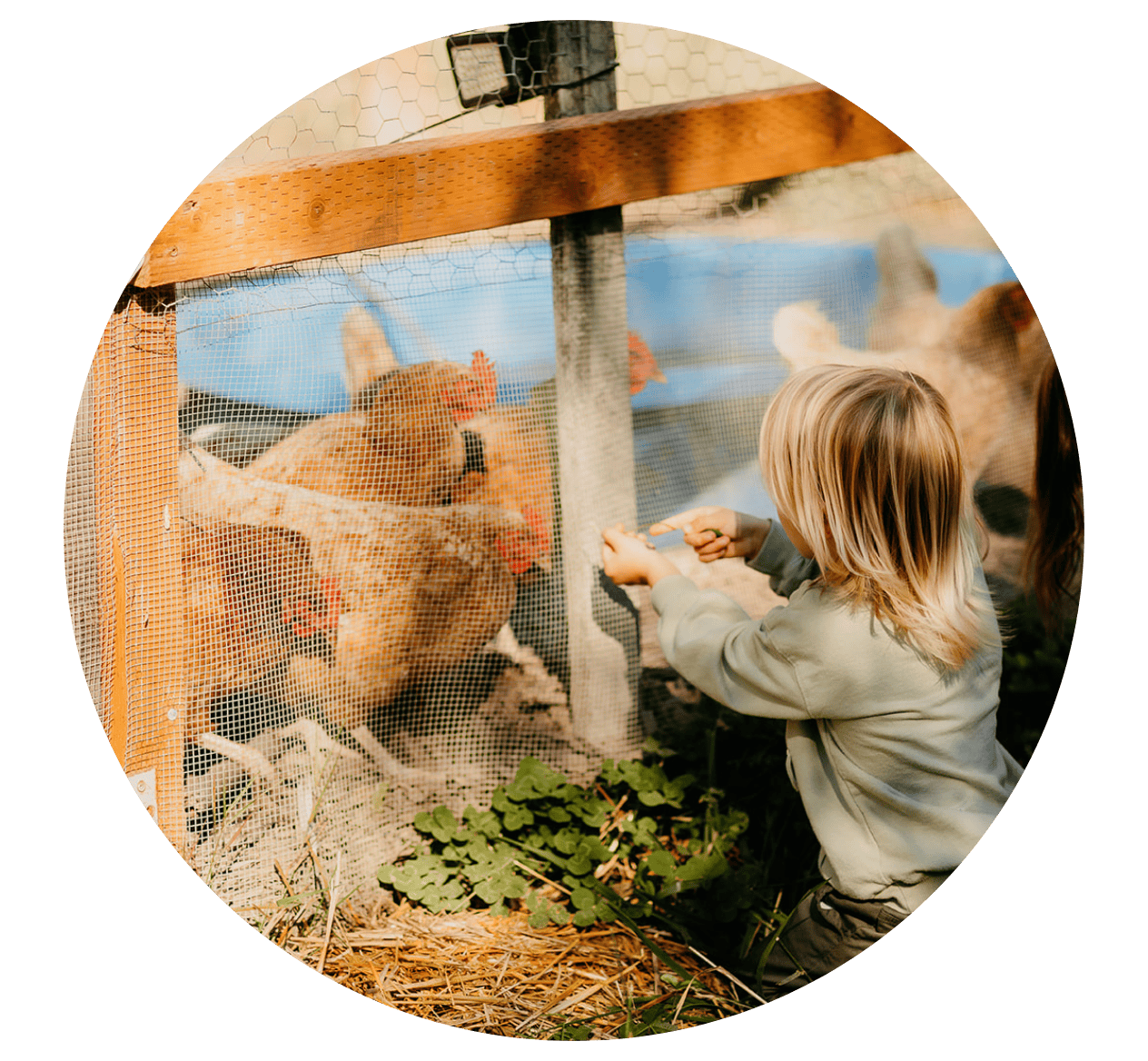 Child looking into chicken coop
