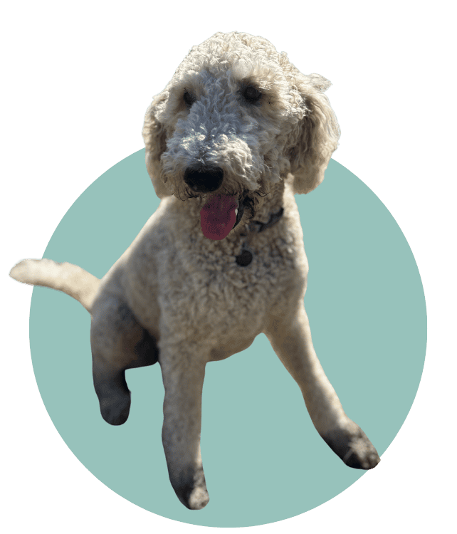 Wilma the dog in front of blue cirlce