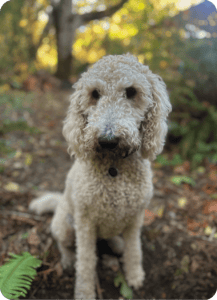 Wilma at Hidden Meadow Forest School